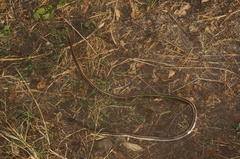 Salvadora lemniscata