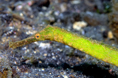 Alligator Pipefish photo 1