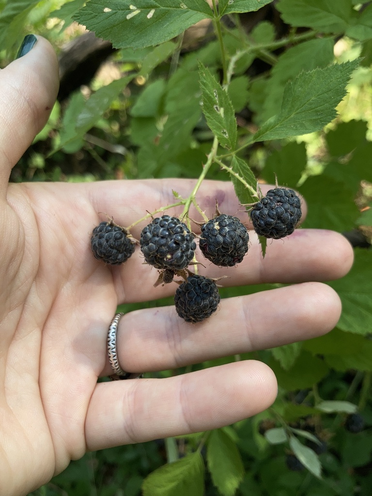 whitebark raspberry from Rogue RiverSiskiyou National Forest, Merlin