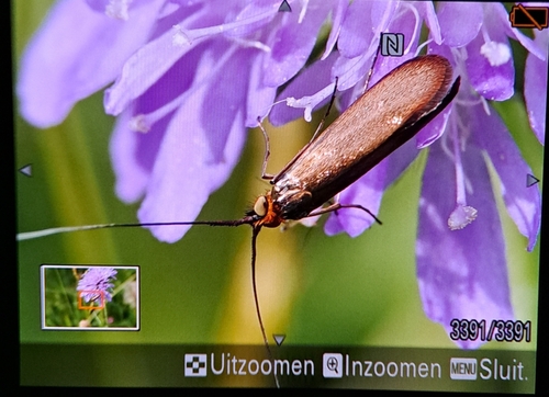 Nemophora metallica
