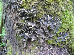 Peltigera degenii