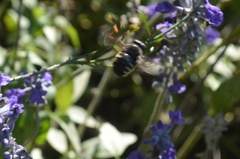 Xylocopa tabaniformis parkinsoniae