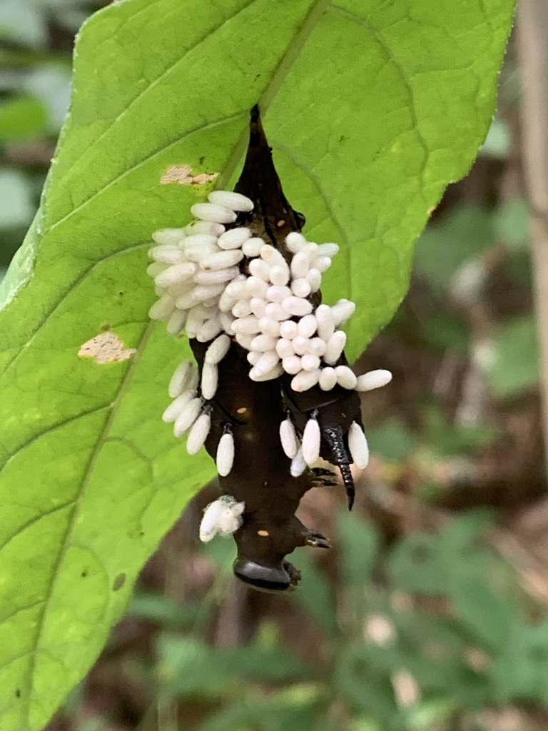 Hornworm Parasitoid Wasp from Alna, ME 04535, USA on August 12, 2023 at ...