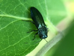 Agrilus cyanescens