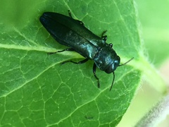 Agrilus cyanescens
