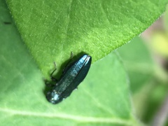 Agrilus cyanescens