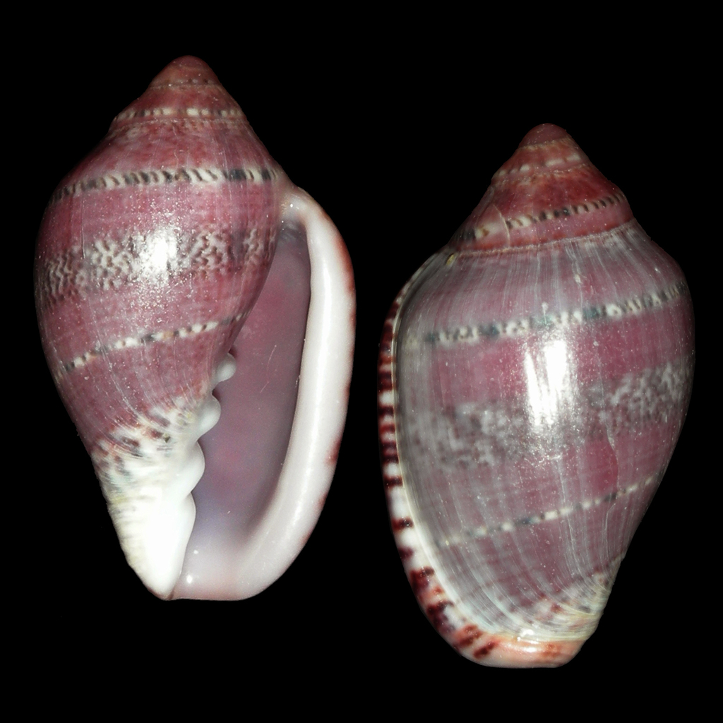 Marginella rubrovittata