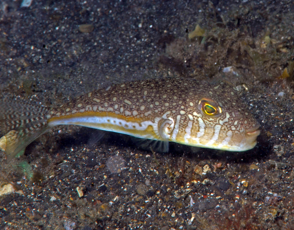 Yellow-Stripe Toadfish