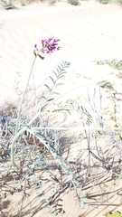 Astragalus magdalenae