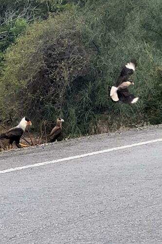 Crested Caracara