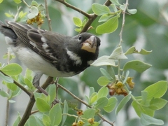 Sporophila peruviana