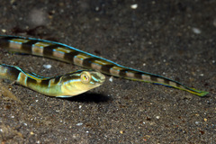 Snake Blenny photo 2