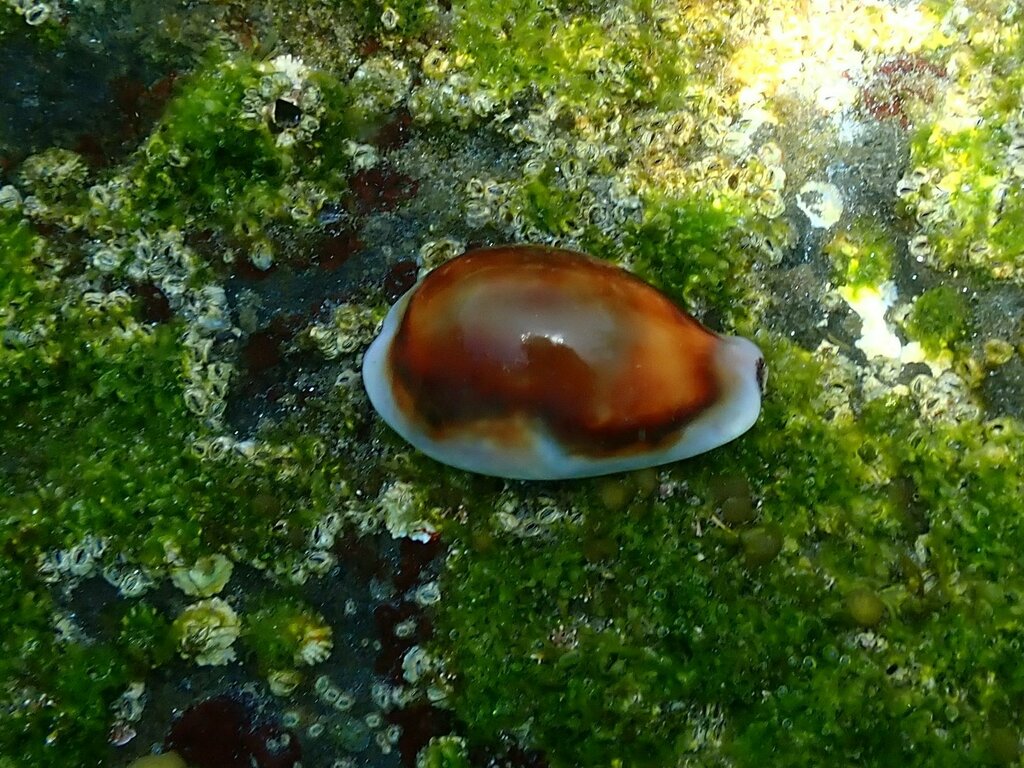 Chestnut Cowry from Mission Bay, San Diego, CA, USA on August 3, 2023 ...