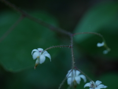 Vancouveria planipetala