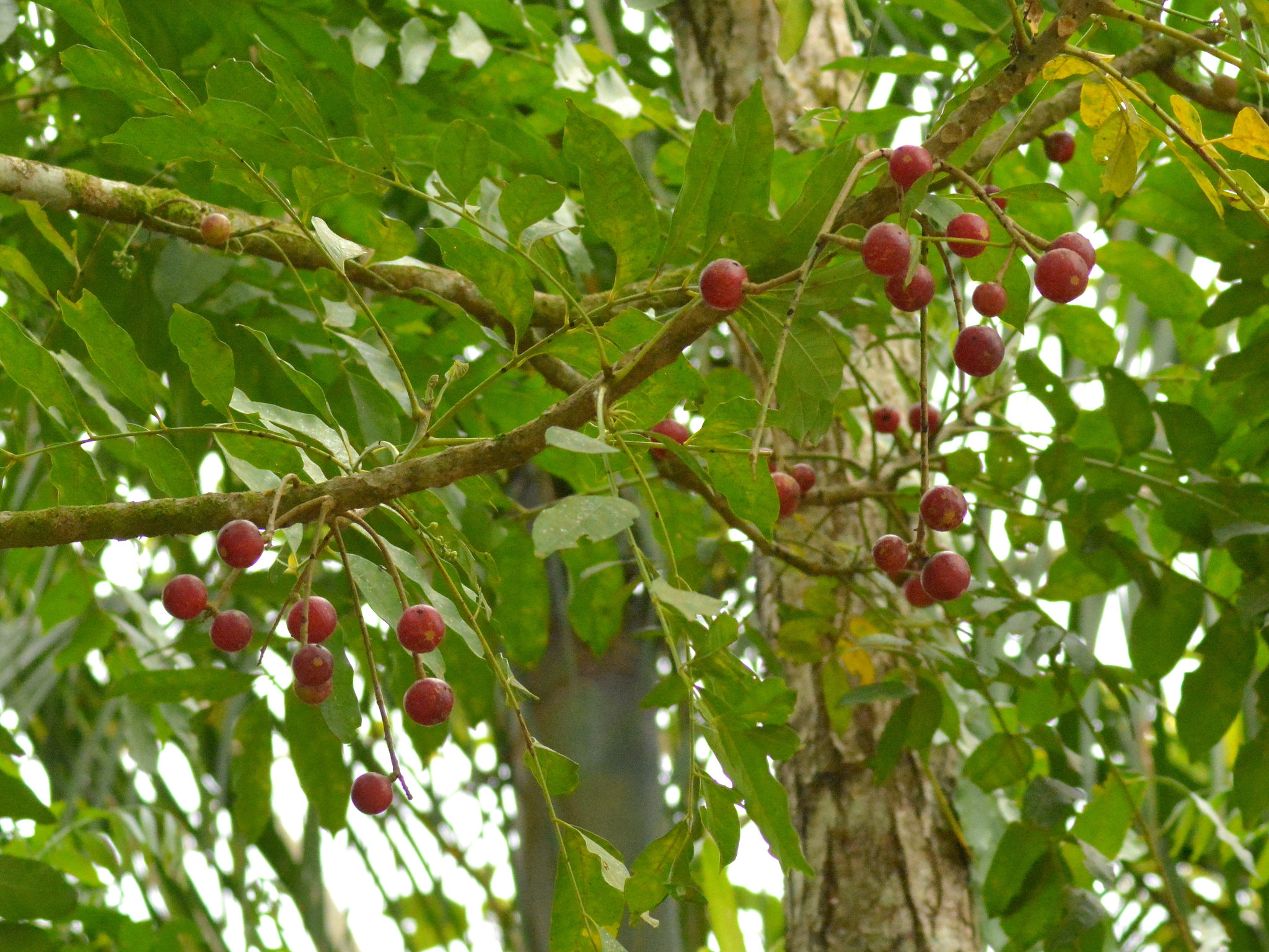 Cabralea canjerana