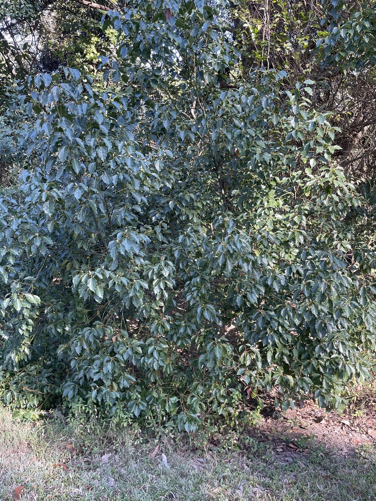 Camphor Tree from Norma Croker Park, Acacia Ridge, QLD, AU on August 13 ...