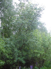 Populus longifolia