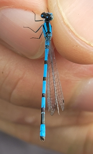Hagen's Bluet photo 6