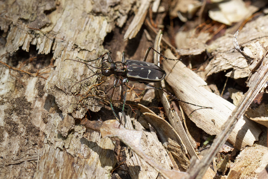 Cicindela clavator