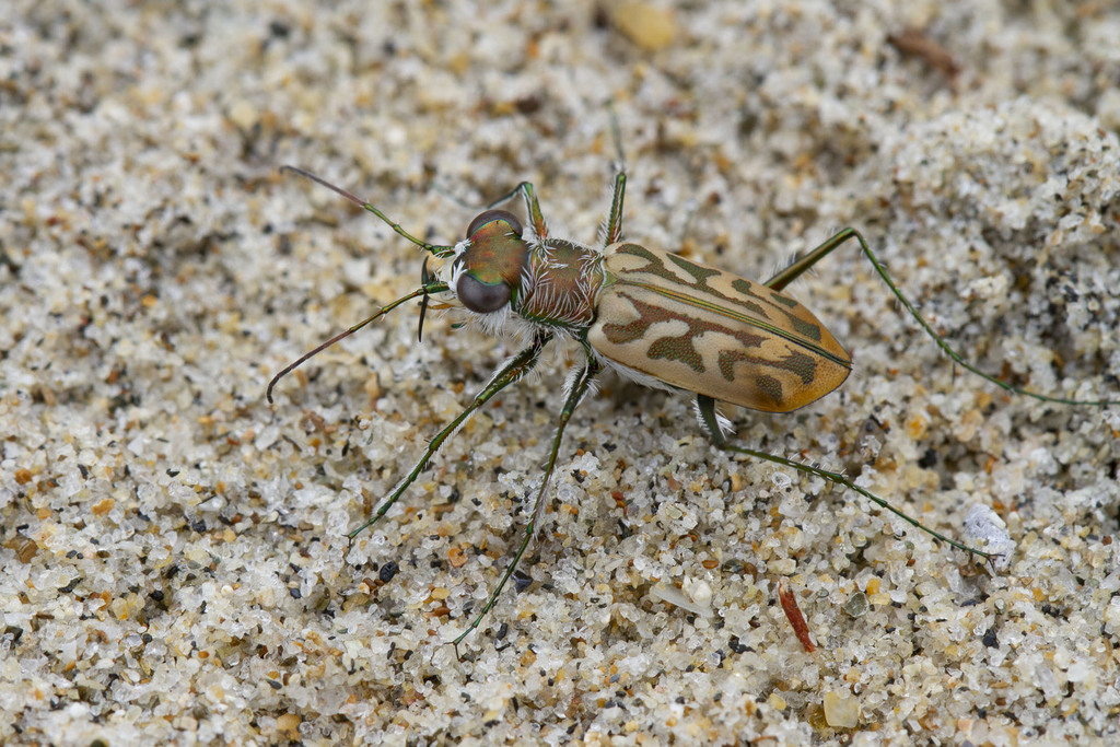 Habrodera ovas