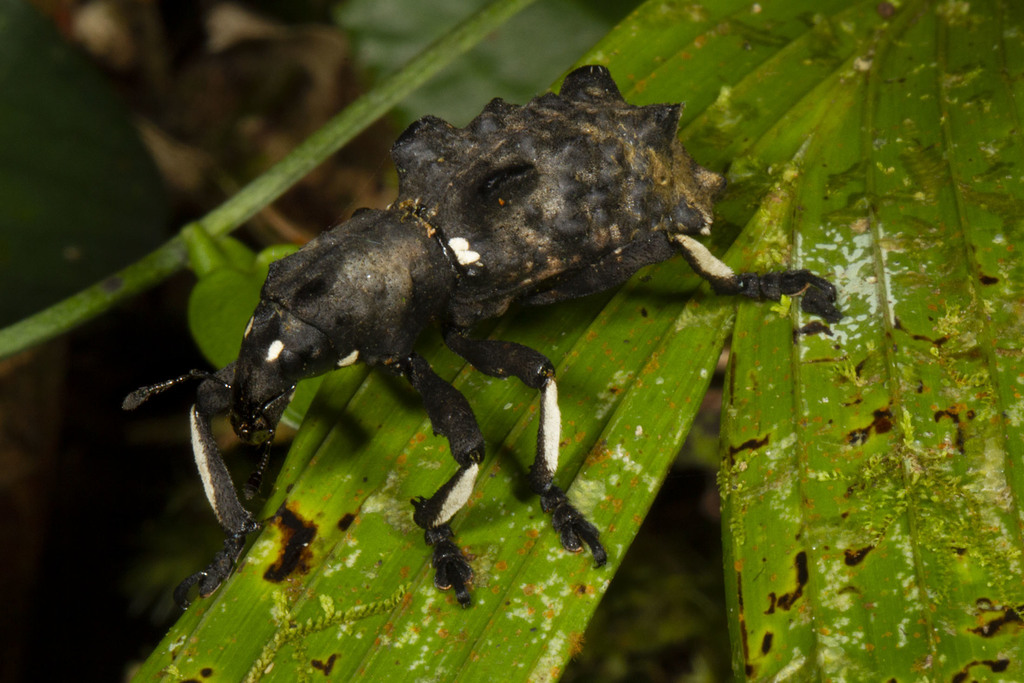Lithinus