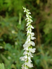 Melilotus albus image