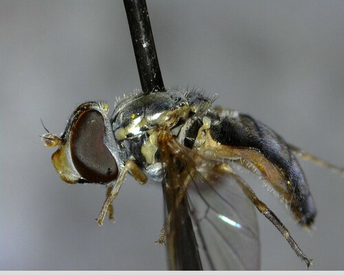 iNaturalist observation photo of Calligrapher Flies