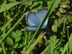 Glaucopsyche lygdamus