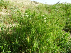 Bromus madritensis