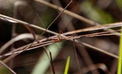 Conocephalus gracillimus