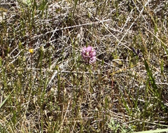 Castilleja densiflora densiflora