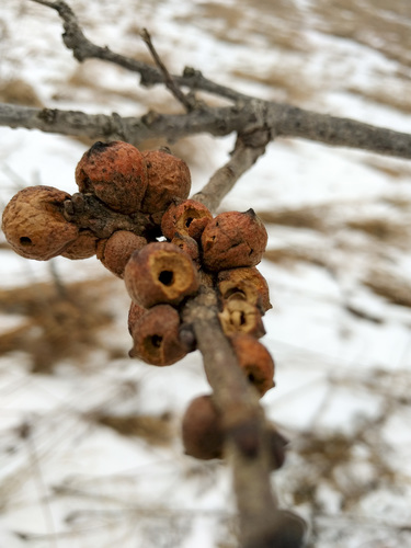 Oak Rough Bulletgall Wasp