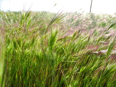 Bromus madritensis