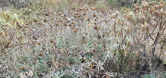 Carlina salicifolia image