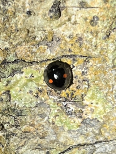 Twice-stabbed Lady Beetle photographed in North Carolina