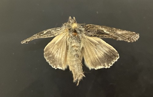 iNaturalist observation photo of Plusiine Looper Moths