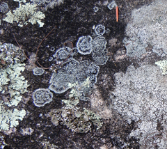 Xanthoparmelia stenophylla