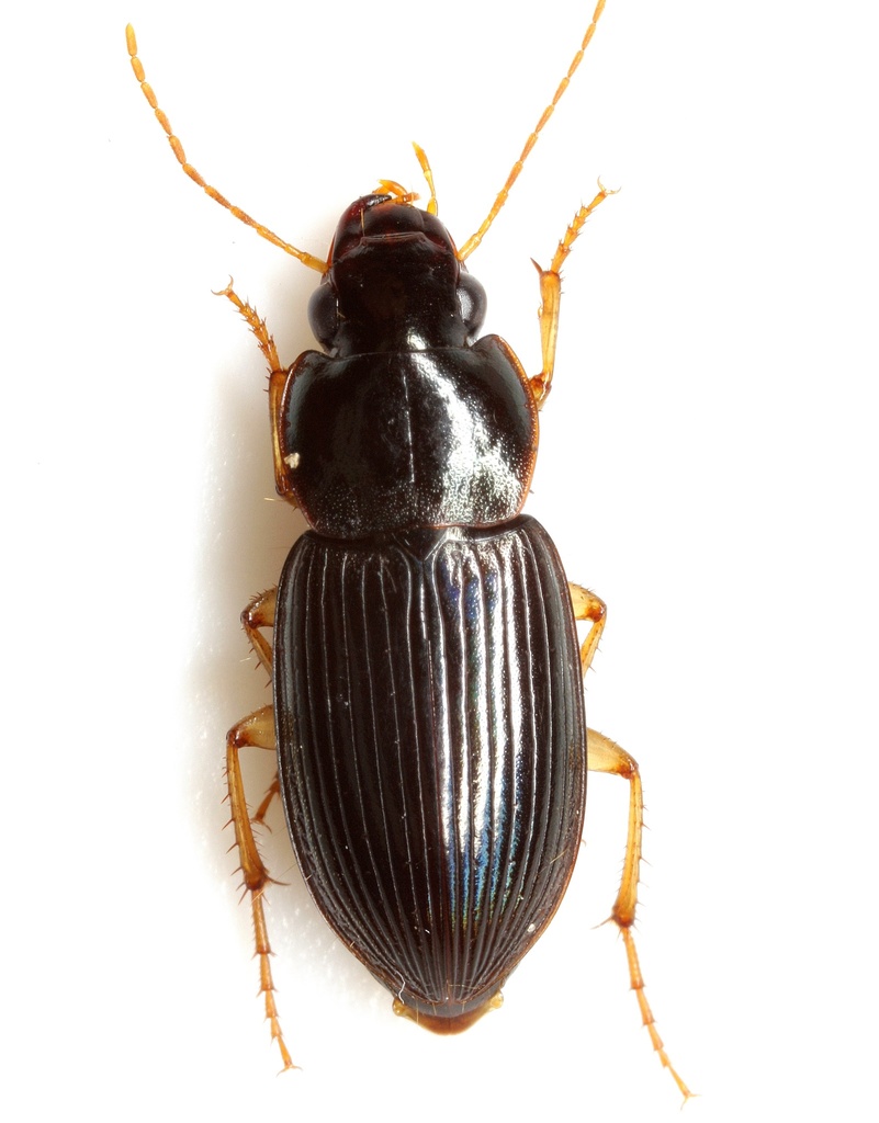 Selenophorus opalinus
