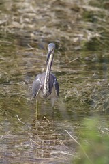 Egretta tricolor image
