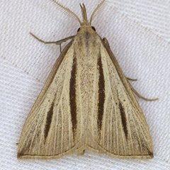 Macrochilo bivittata