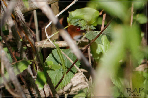 Red-and-white Crake (Rufirallus leucopyrrhus), photo 5