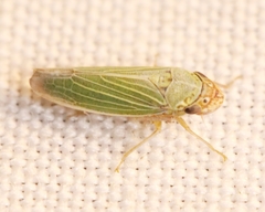 Xyphon reticulatum