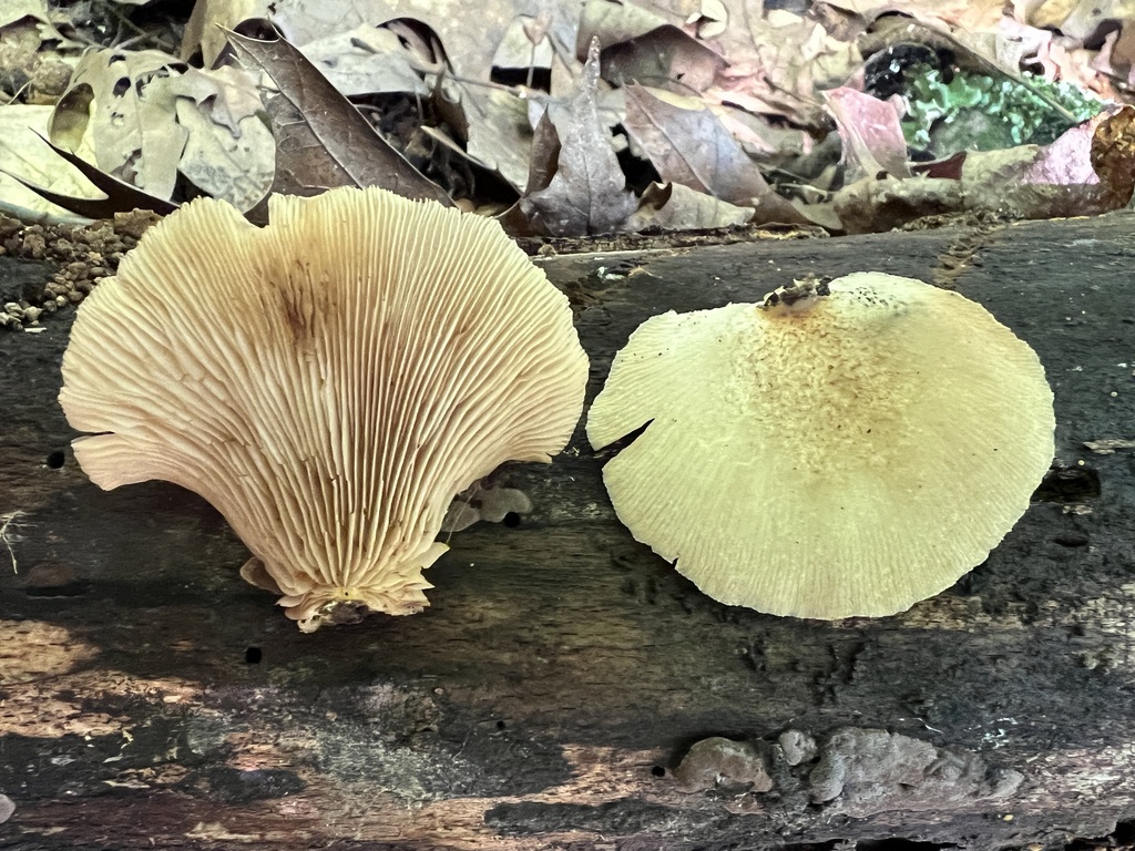 Saffron Crep from Albert Johnson Rd, Nashville, IN, US on August 12, 2023 at 0551 PM by Brian