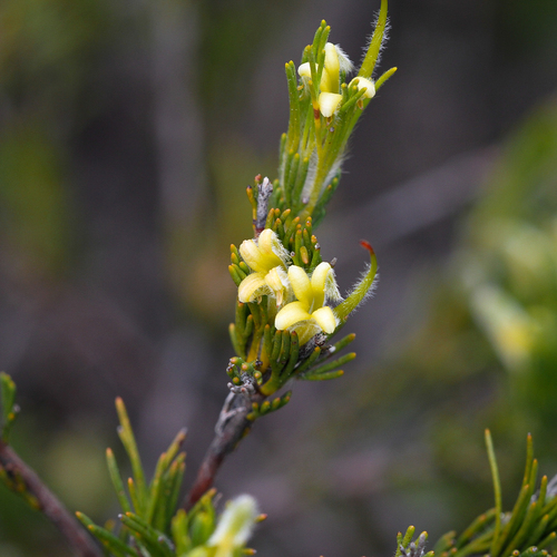 Adenanthos terminalis (Adenanthos terminalis)