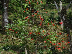 Erythrina americana