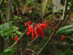 Erythrina americana