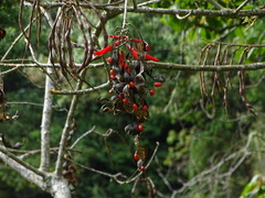 Erythrina americana