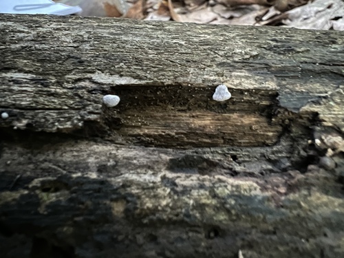 Resupinatus