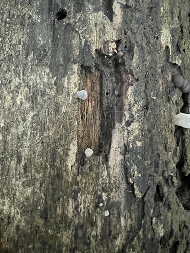 Resupinatus (Photo 2 of 3)