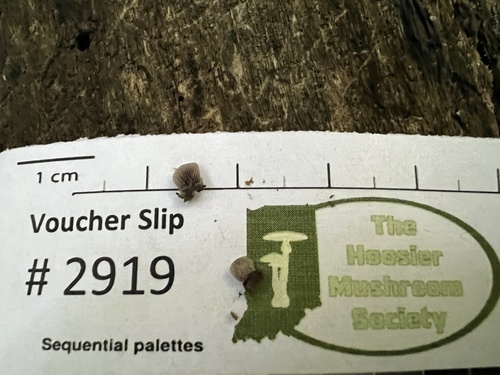 Resupinatus (Photo 3 of 3)